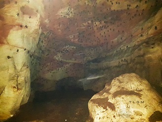 ogbunike caves bat parlor