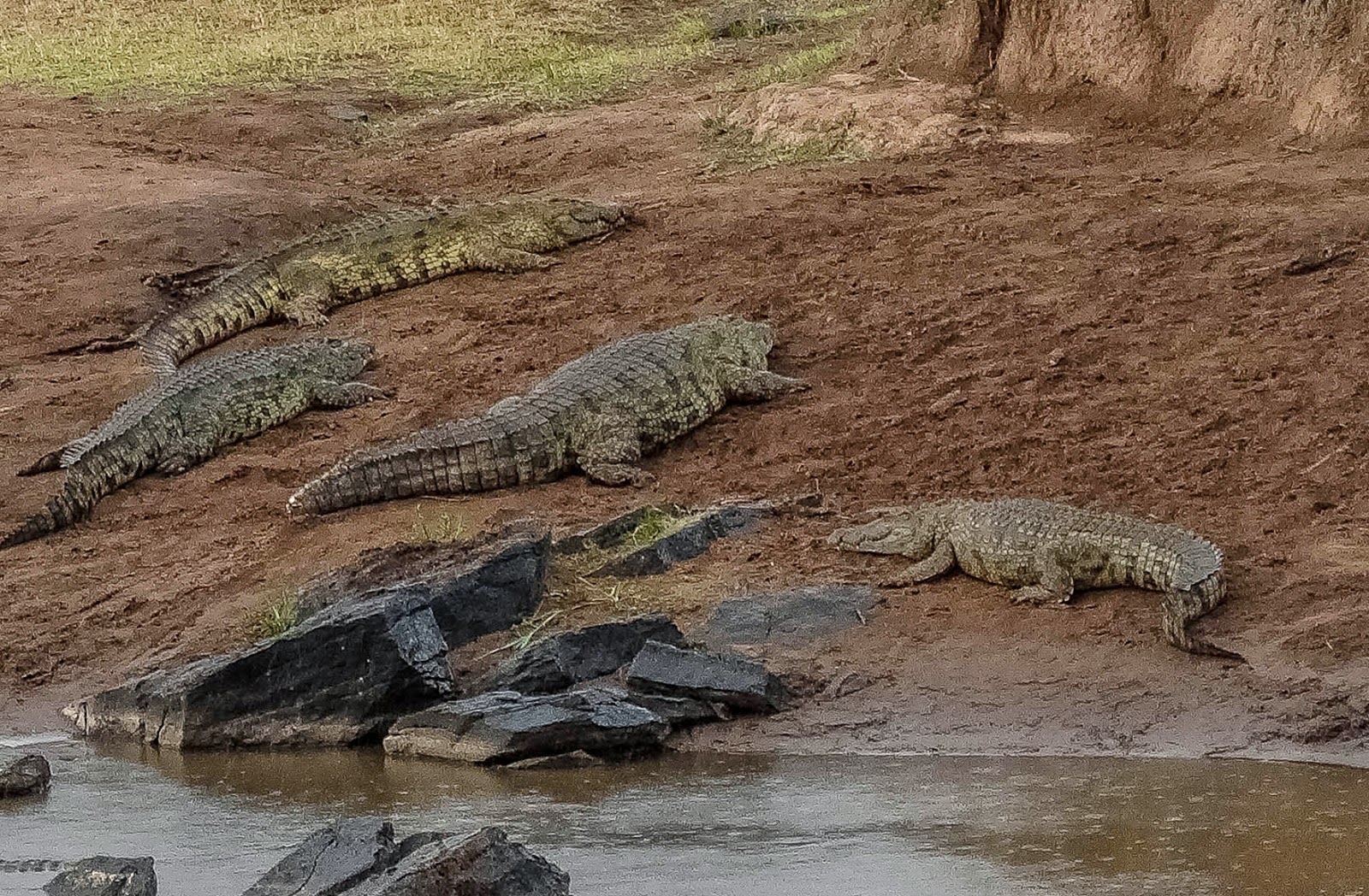 crocodiles in ogbunike crocodile chamber