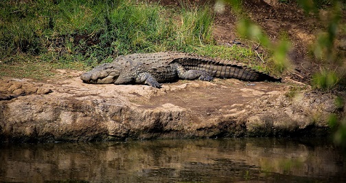 ogbunike crocodile