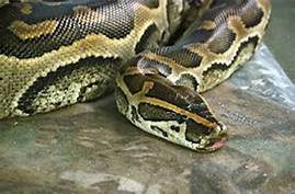 ogbunike python